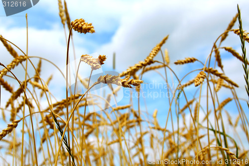 Image of Grain field