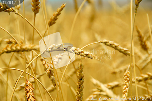 Image of Grain field