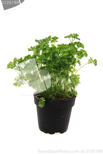 Image of fresh parsley leaves - green herbs