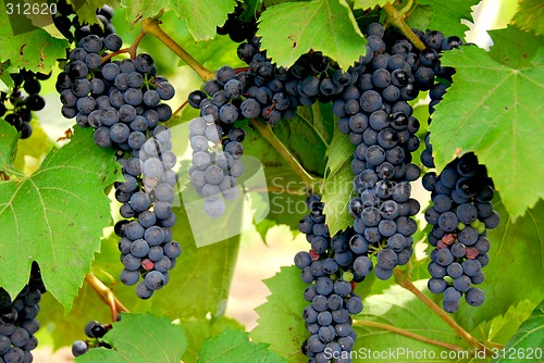 Image of Grapes