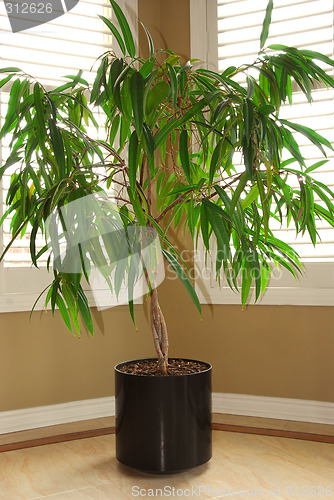 Image of House plant