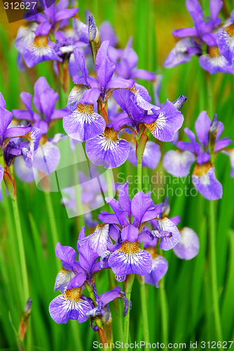 Image of Irises