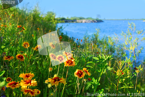 Image of Wild flowers on seashore