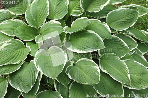 Image of Hosta.