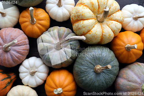 Image of Squash and pumpkins