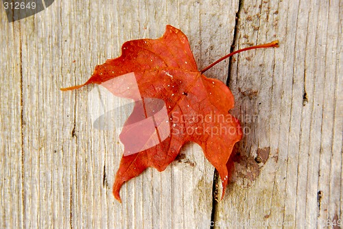 Image of Maple leaf red