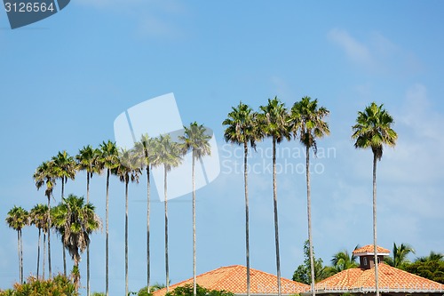 Image of Palm Trees Row