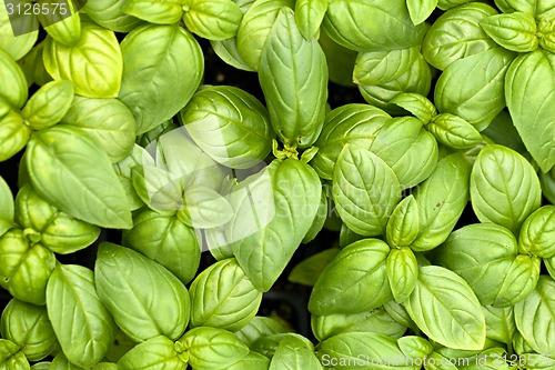 Image of Basil Plants