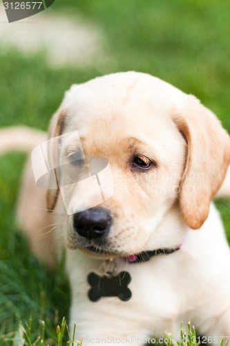 Image of Adorable Yellow Lab Puppy