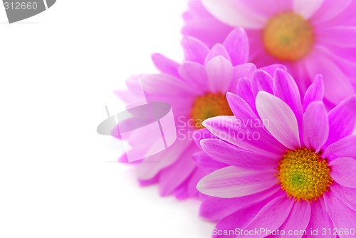 Image of Pink flowers