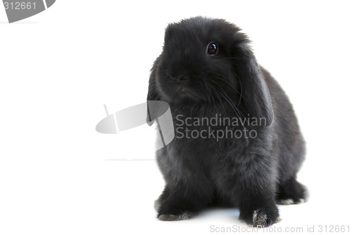 Image of Bunny rabbit