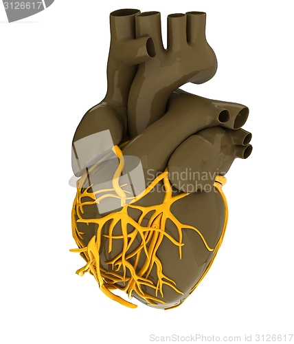 Image of Human heart