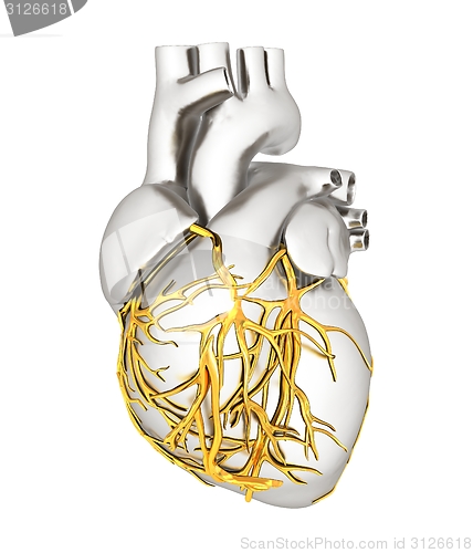 Image of Human heart