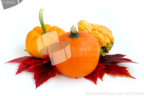 Image of Mini pumpkins