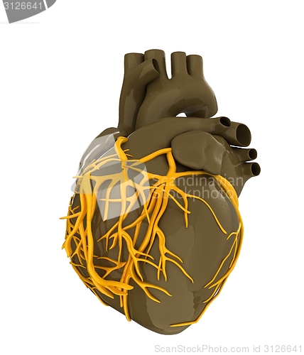 Image of Human heart