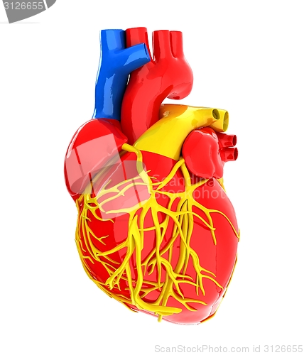 Image of Human heart