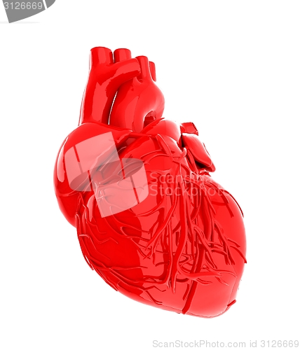 Image of Human heart