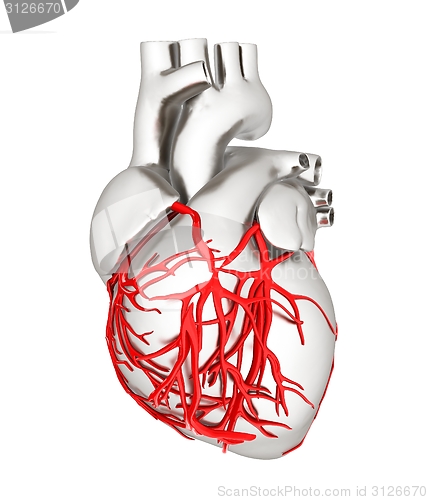 Image of Human heart