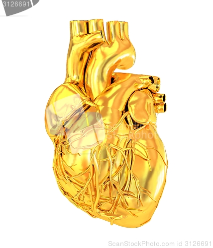 Image of Human heart