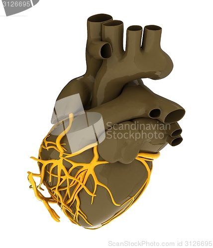 Image of Human heart