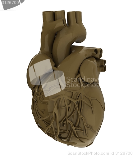 Image of Human heart