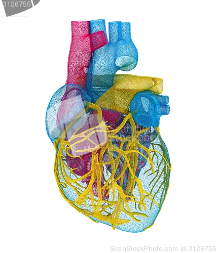 Image of Human heart