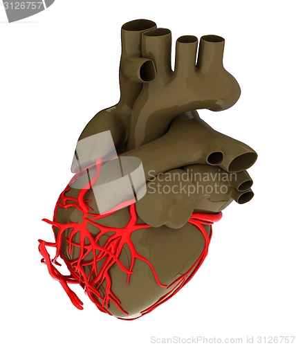 Image of Human heart