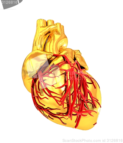 Image of Human heart