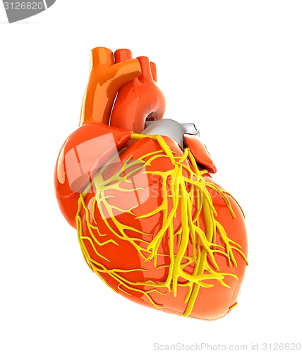 Image of Human heart