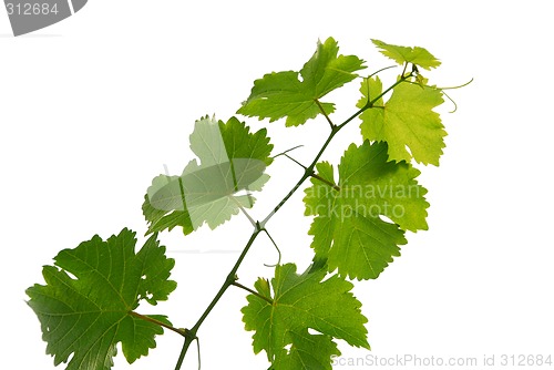 Image of Grape vine