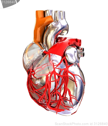 Image of Human heart