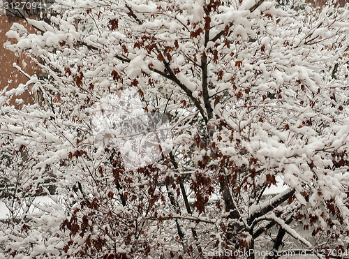Image of Red maple tree