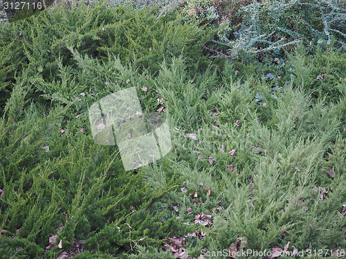 Image of Green leaves greenery background