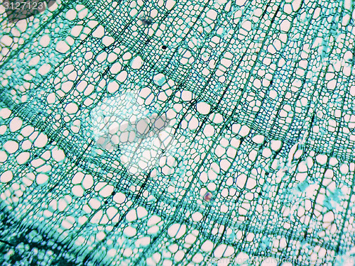 Image of Tilia stem micrograph