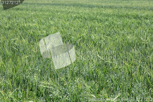 Image of Green wheat on a grain field grass texture background