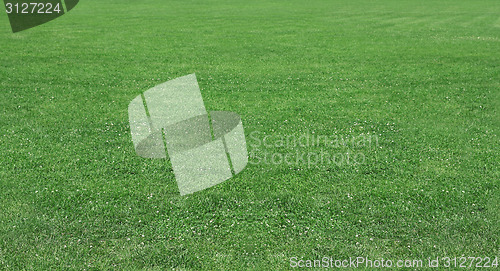 Image of Green wheat on a grain field grass texture background