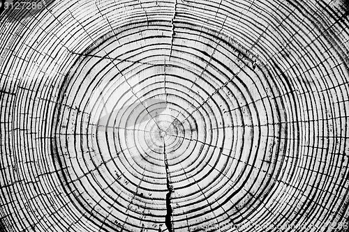 Image of Tree rings saw cut tree trunk background. 