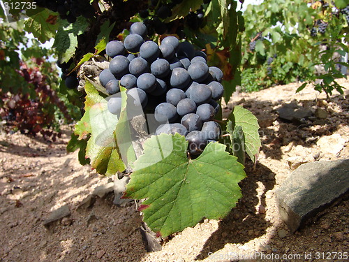 Image of Grapes