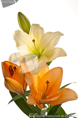 Image of Lilies