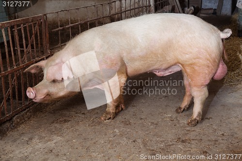 Image of Old boar