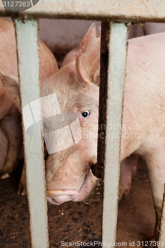 Image of Pig farm