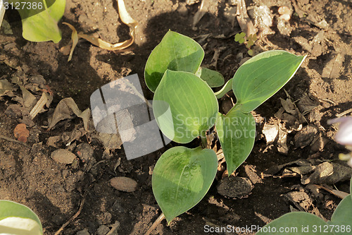 Image of Hosta Blue Chip