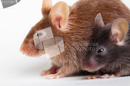 Image of Two mouses