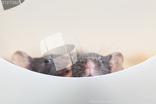 Image of Two curious mouses