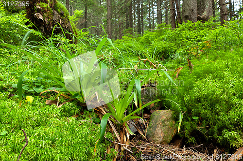 Image of Summer forest