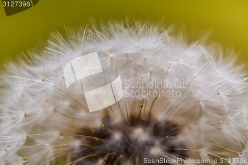 Image of Flowering of dandelion