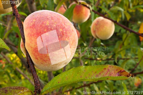 Image of Peach tree