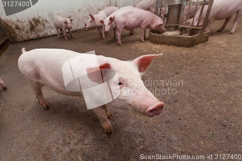 Image of Pig farm