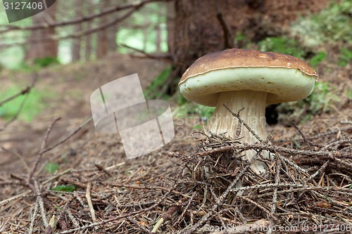 Image of Mushroom