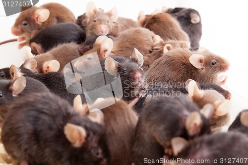 Image of Group of Mouses